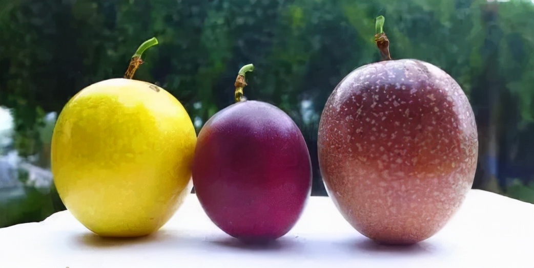 玫瑰香妃水果,新疆水果香妃果