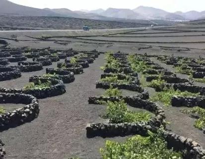 世界七大葡萄产区,世界七大葡萄海岸