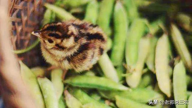 草鸡饲养技术大全,大山鸡怎么养最好