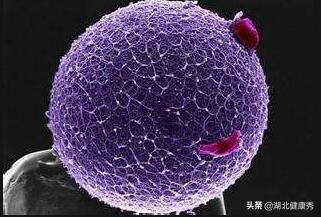 做试管婴儿之前，只要把这5个地方搞明白，以后都不用问医生