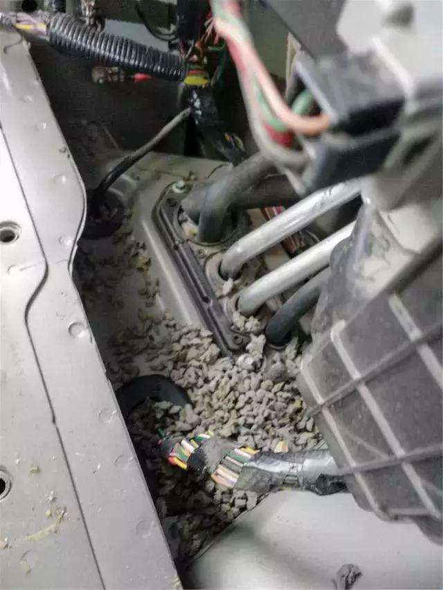 老鼠在车里面拉的尿如何清除气味,老鼠进车里最有效驱赶方法