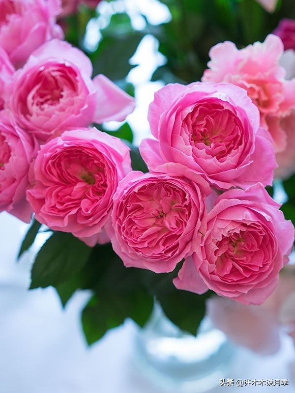 四季开花勤花月季,最好养最勤花的月季