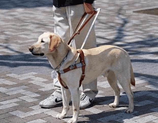 新手养金毛和拉布拉多哪个更合适,到底是养拉布拉多好还是养金毛好