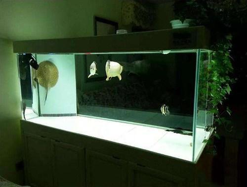 想把鱼养好，先把过滤这点事儿整明白就算向前迈了一大步