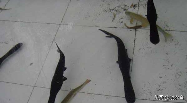 鸭嘴鲟鱼苗,鸭嘴鲟每斤多少钱