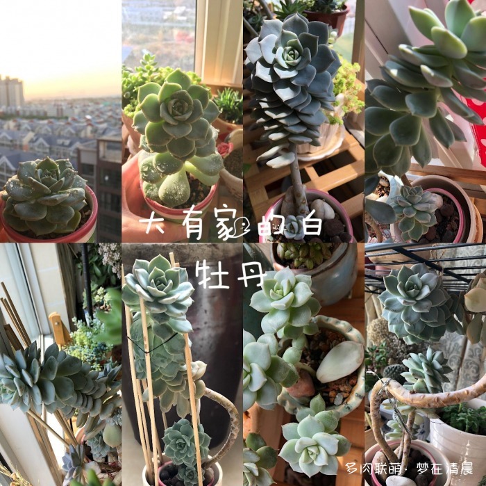 澶忚姳鏈夊摢浜涜姳,澶氳倝鏈夎姳鏈夋灉