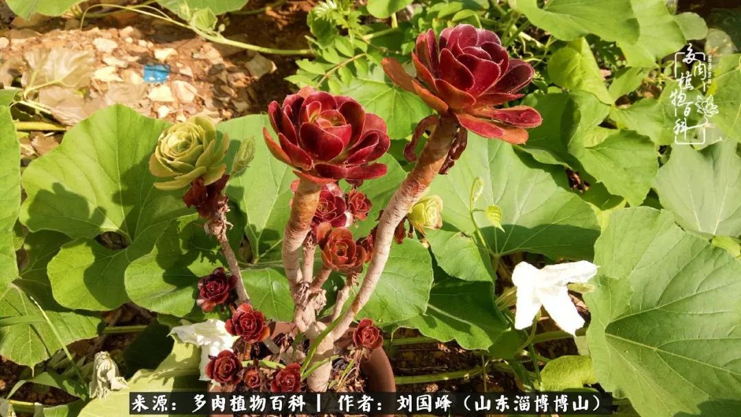 多肉安全度夏技巧,多肉如何度夏教学