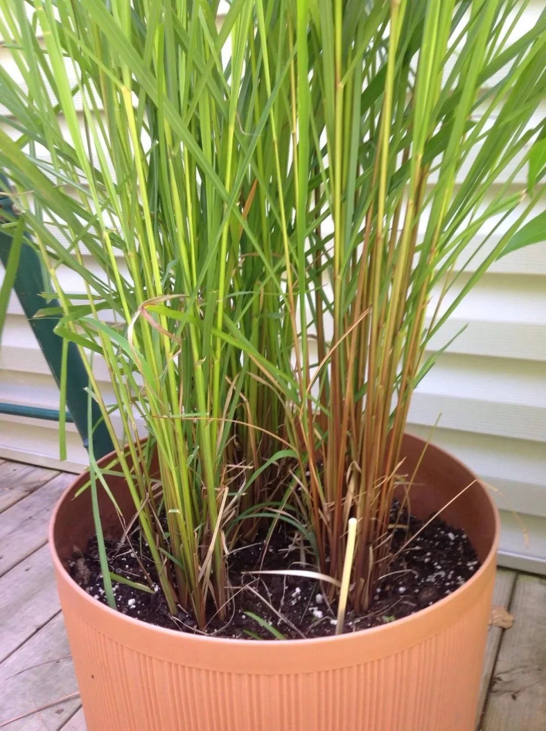 盆栽必备杀虫药,盆栽驱虫剂