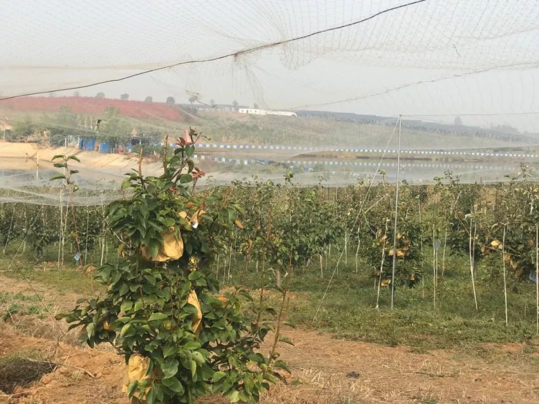 婀栧寳瀛濇劅绉嶆閲戞灉鍩哄湴,瀛濇劅閲戞灉