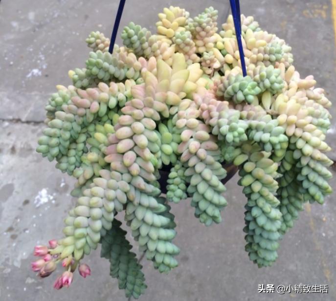 适合阳台养的10种多肉,多肉植物悬挂盆栽