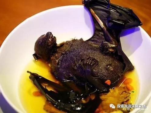 十大不能吃的野生蝙蝠,野生蝙蝠吃啥