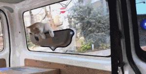 刚毕业的大学生建议养猫吗,没毕业大学生建议养猫吗