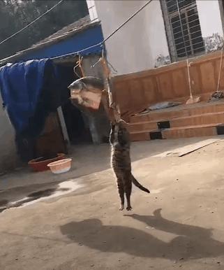 干饭猫,猫咪干饭跟饭桶一样