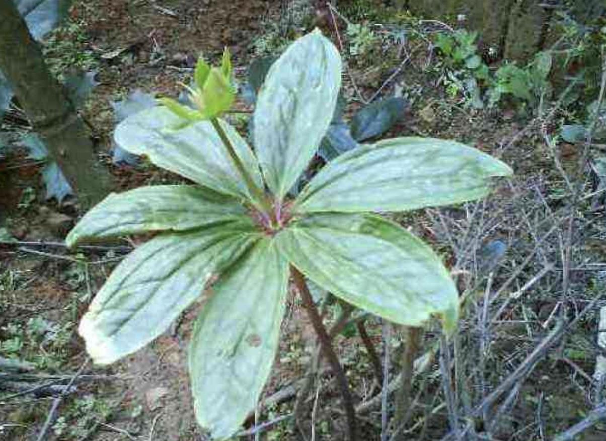 竹林里的野草有什么,随处可见的野草卖18块1斤