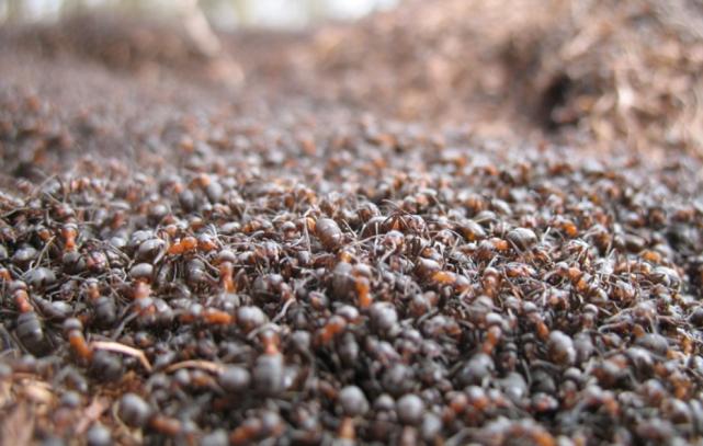 人造“活死蚁”,回窝就被同伴搬到蚂蚁公墓,花2小时证明它活着