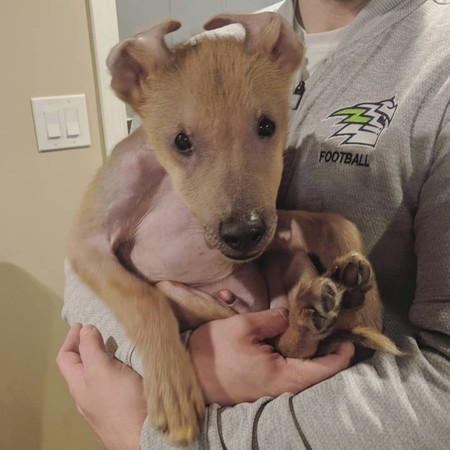 狗狗像白眼狼,什么狗狗很温顺但看起来很像狼