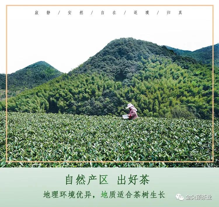 为什么白茶的价格不一样,为什么很多白茶很便宜