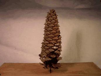 小孩爬山捡松果,带孩子爬山路上捡松果