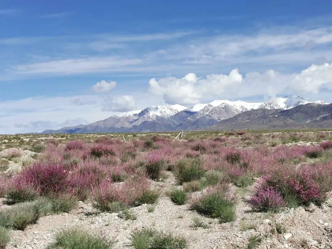 自驾青甘大环线要多少费用,自驾青甘大环线一星期预算