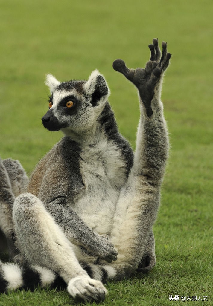 进化趣史（二）——我们是怎么变成这幅模样的