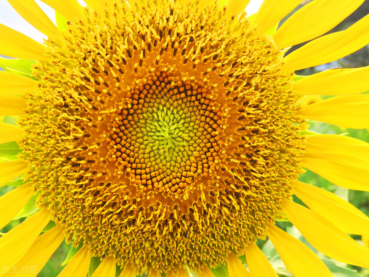 向日葵为什么总是向着阳,向日葵朝着太阳的原因