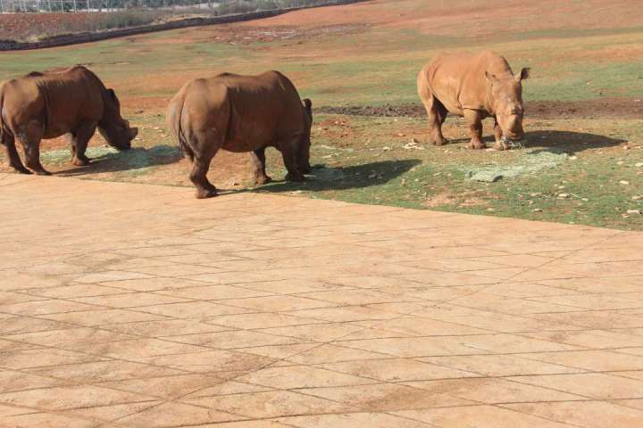 禁养犬种何去何从,禁养才是正道吗