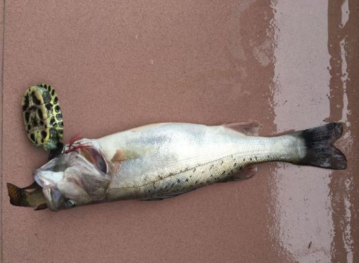 生吞巴西龟罗非鱼，大嘴鲈鱼或成生态救星，网友：大量引进