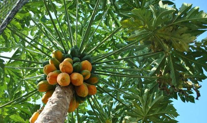 最全海南水果上市时间表,海南水果上市时间表收藏版