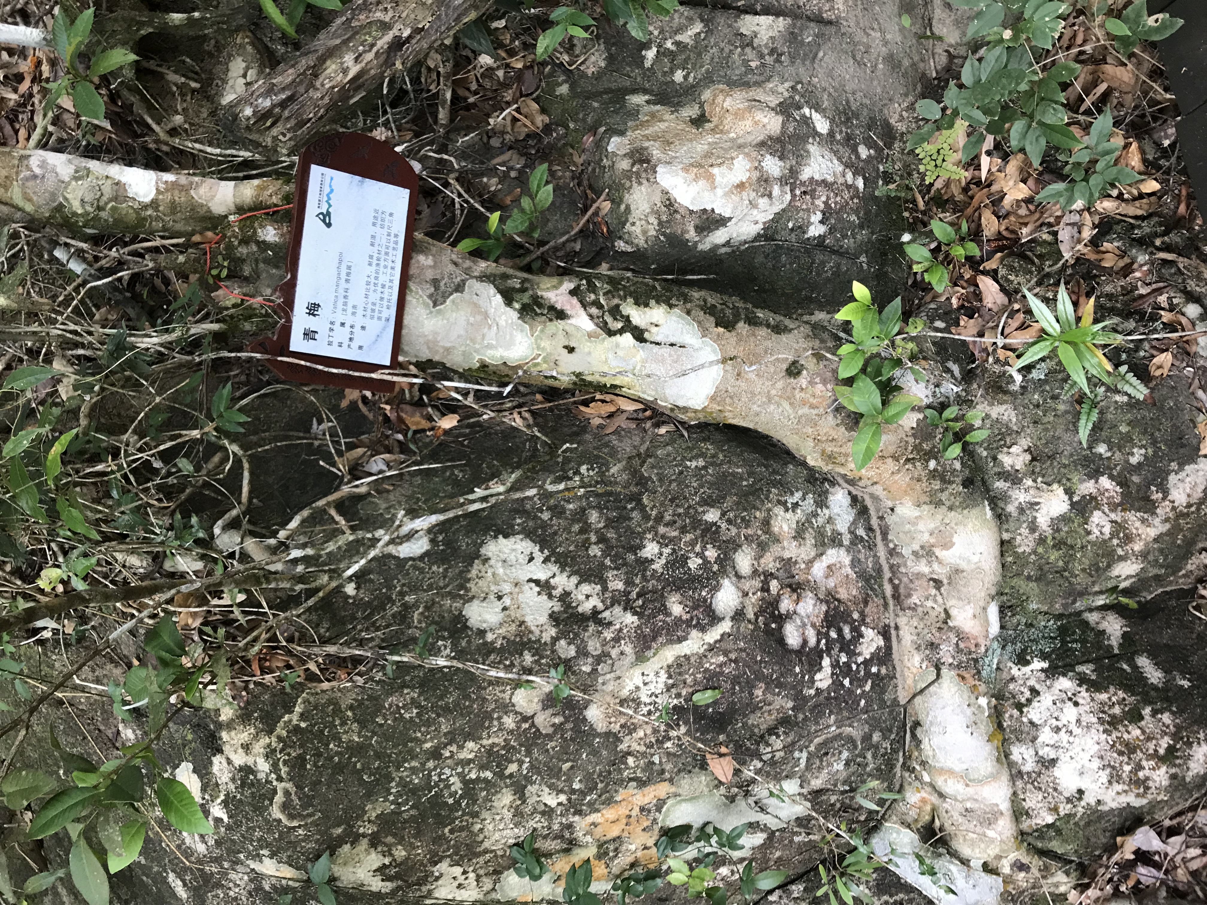 1500年的“母生”藏于此，这里集海南珍稀名木，神奇霸王岭