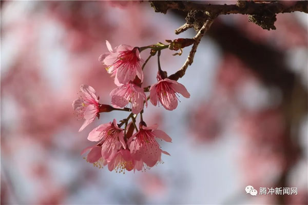 腾冲樱花谷樱花节,腾冲樱花谷最佳观赏季