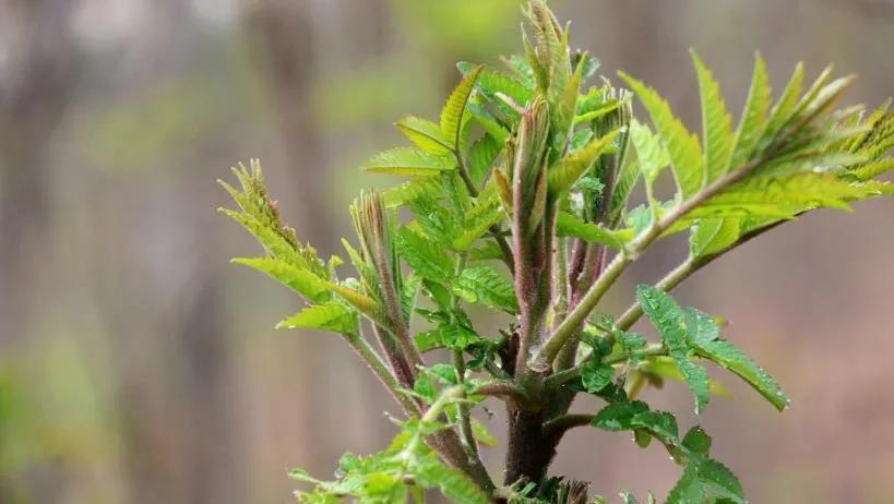 贵州有毒的植物,贵州有毒的野果有哪些