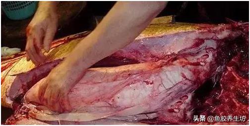 鱼胶知识书籍,鱼胶的知识抖音视频