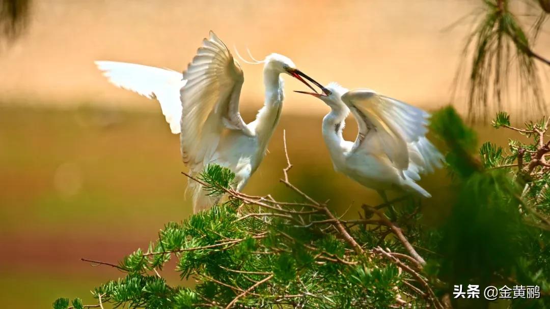 为什么云南女人长相好看,云南真的很漂亮吗