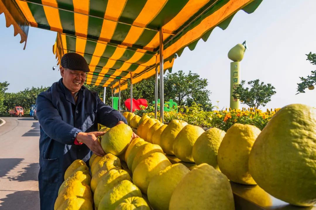远销澳门！8000个龙安柚开启“新旅程”