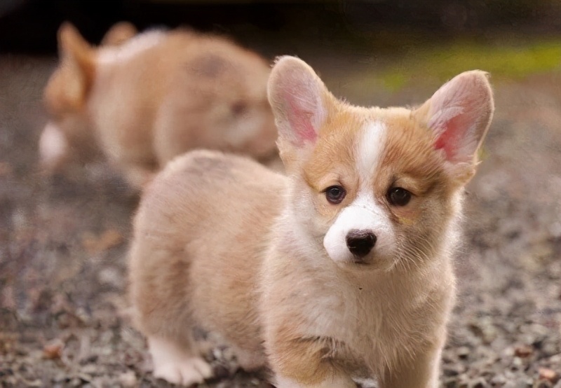 人犬共患病有哪些,人犬共患的传染病