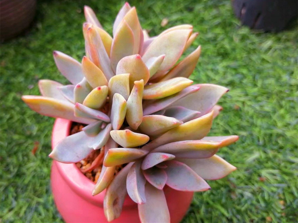 它们的名字都叫初恋，究竟谁真谁假？应该只是不同的肉肉重名了