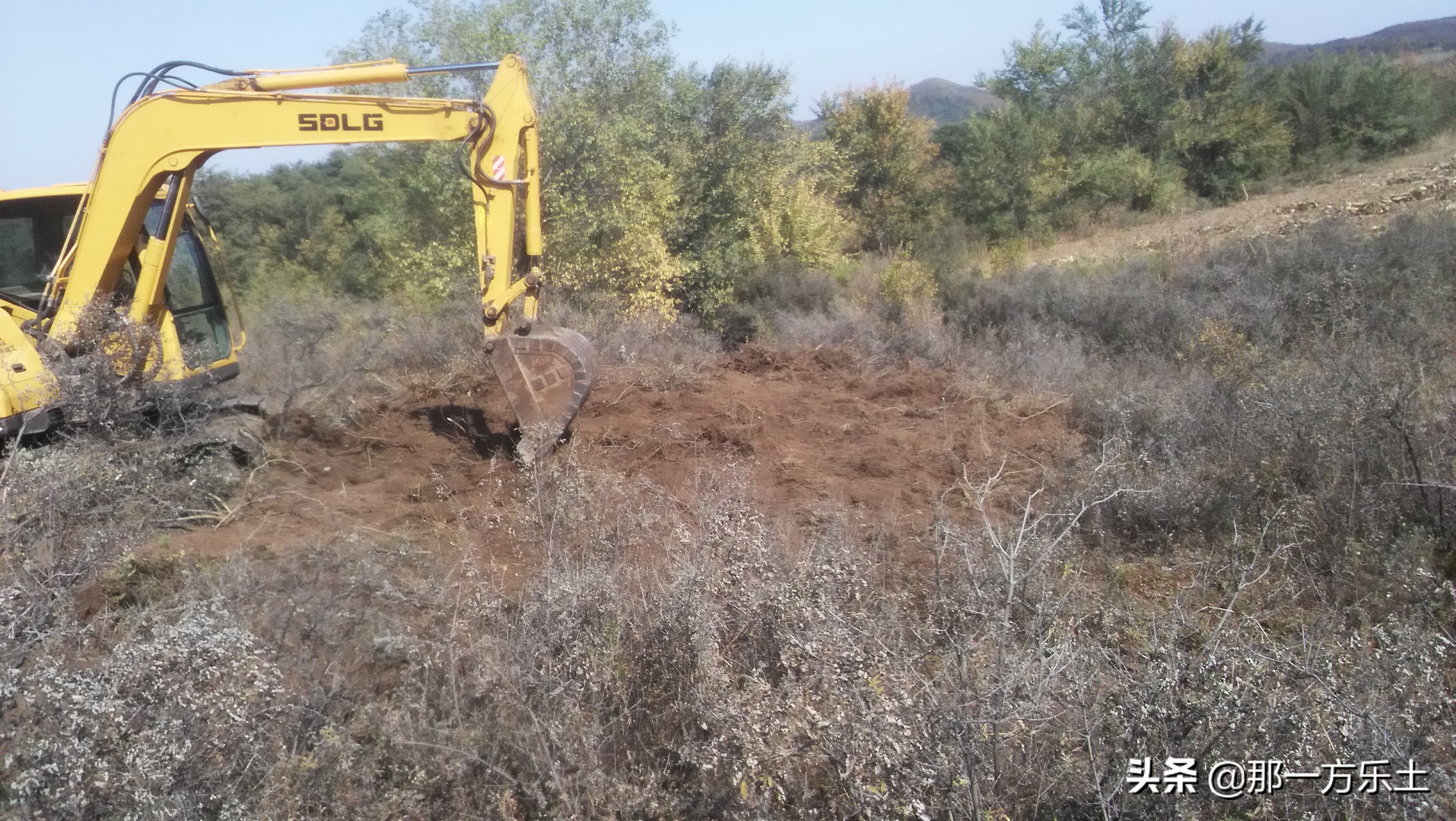 雷大妈榛子园,大榛子园建设