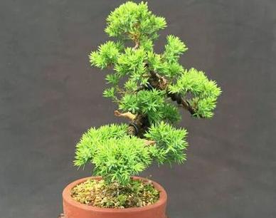 花友真幸运,捡到一棵“奇特”树桩,人称“珍珠地柏”,价值高