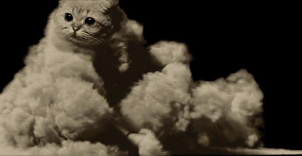 猫的前肢骨骼结构图,猫骨骼结构图及说明