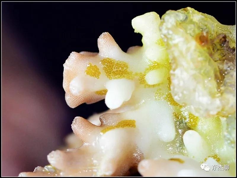 硬骨虫害,硬骨扁虫怎么消灭