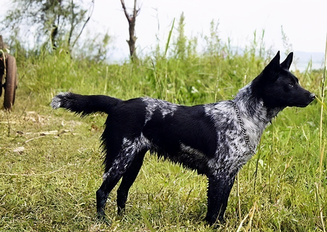 养狗首选的3种狗既便宜又好养,新手养狗选择哪种狗便宜又好