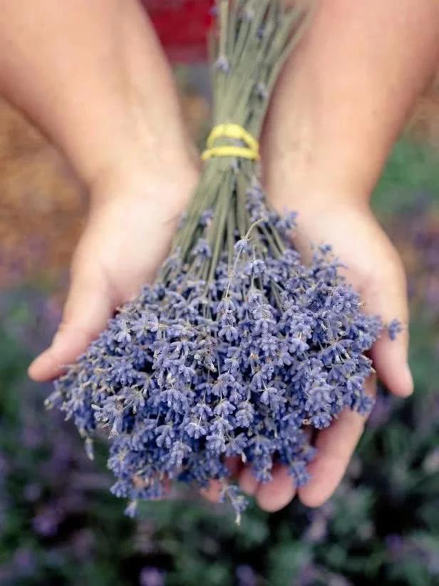 薰衣草花科普,薰衣草花的种类及图片