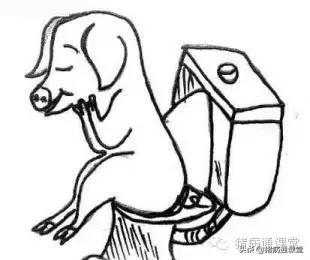 猪中毒了怎么办,猪火碱中毒表现