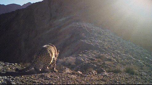 美洲豹是最强大的猫科,最凶猛的猫科动物美洲豹
