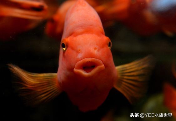 新手一缸养多种鱼不死,一缸养几条鱼最好