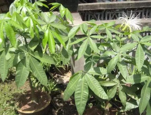 生石花怎么养得越来越大,生石花在室内怎么养