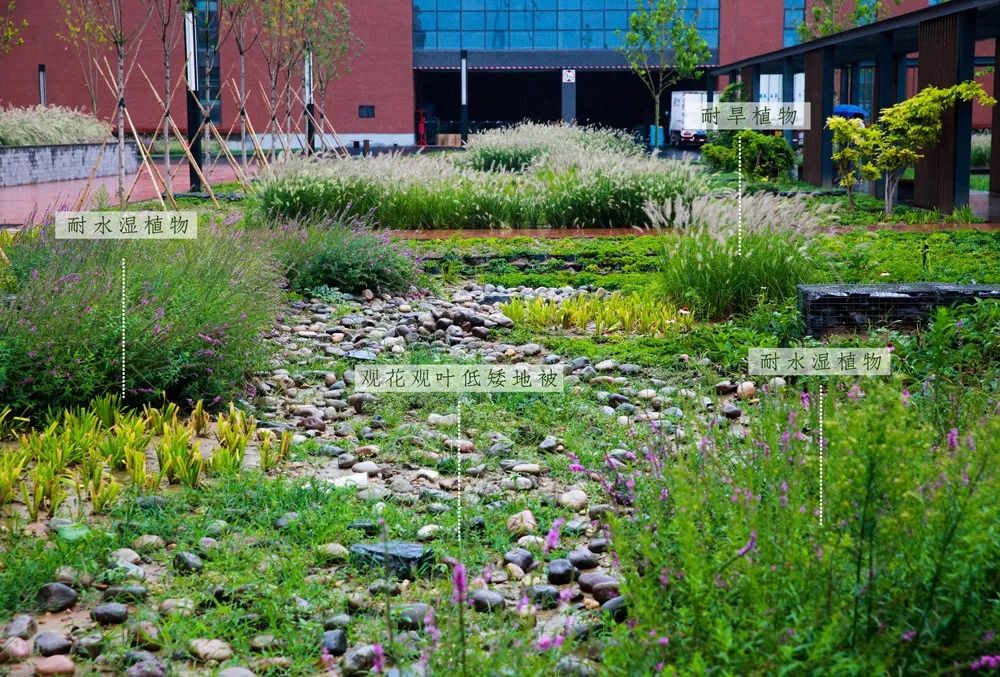 雨水花园植物区,雨水花园水生植物