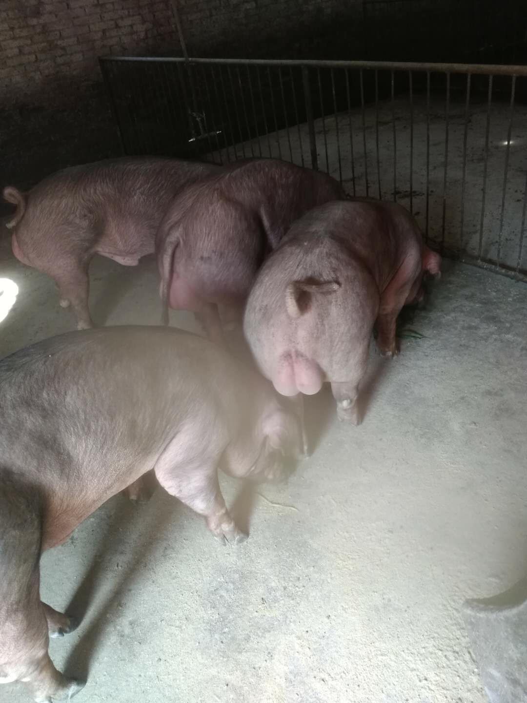 母猪各种病预防,母猪常见疫病及防控措施