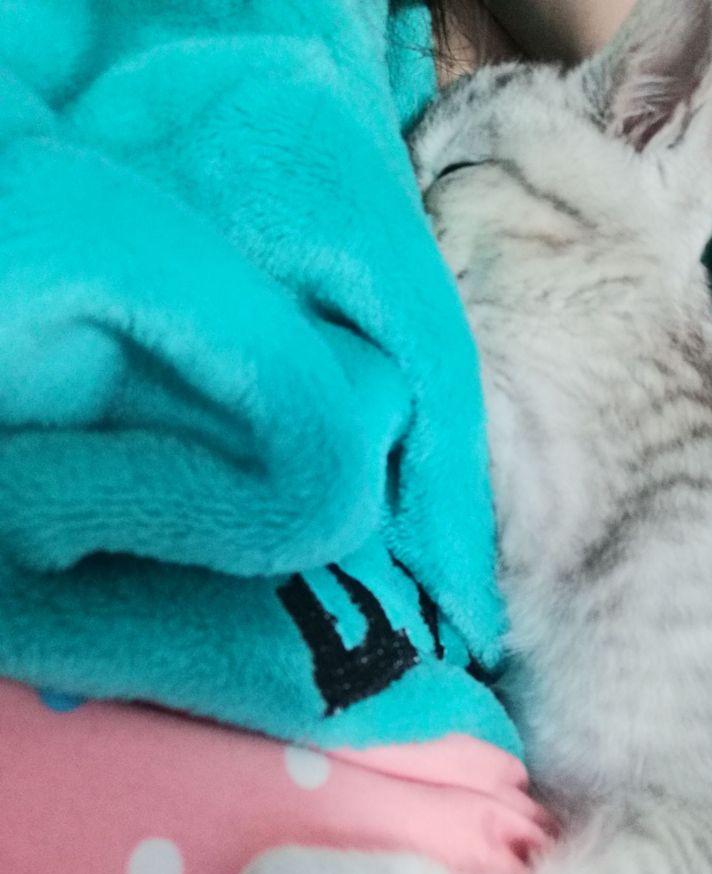 英短1200元靠谱吗,一千元的英短靠谱吗