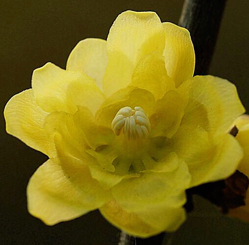 腊梅迎春绽放满园幽香扑鼻,腊梅花香清香扑鼻